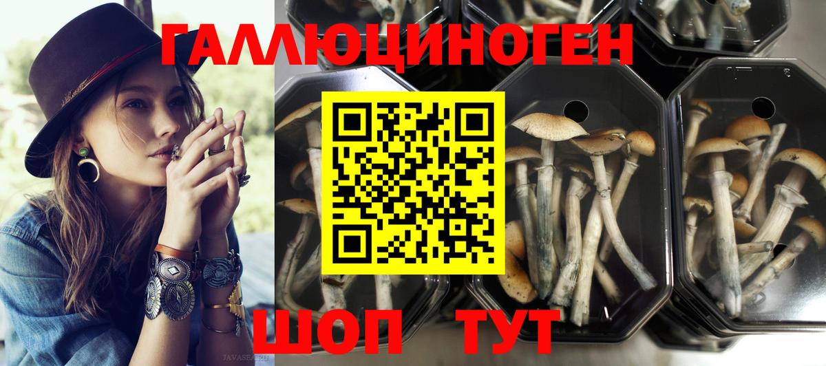 Галлюциногенные грибы Psilocybe Ухта